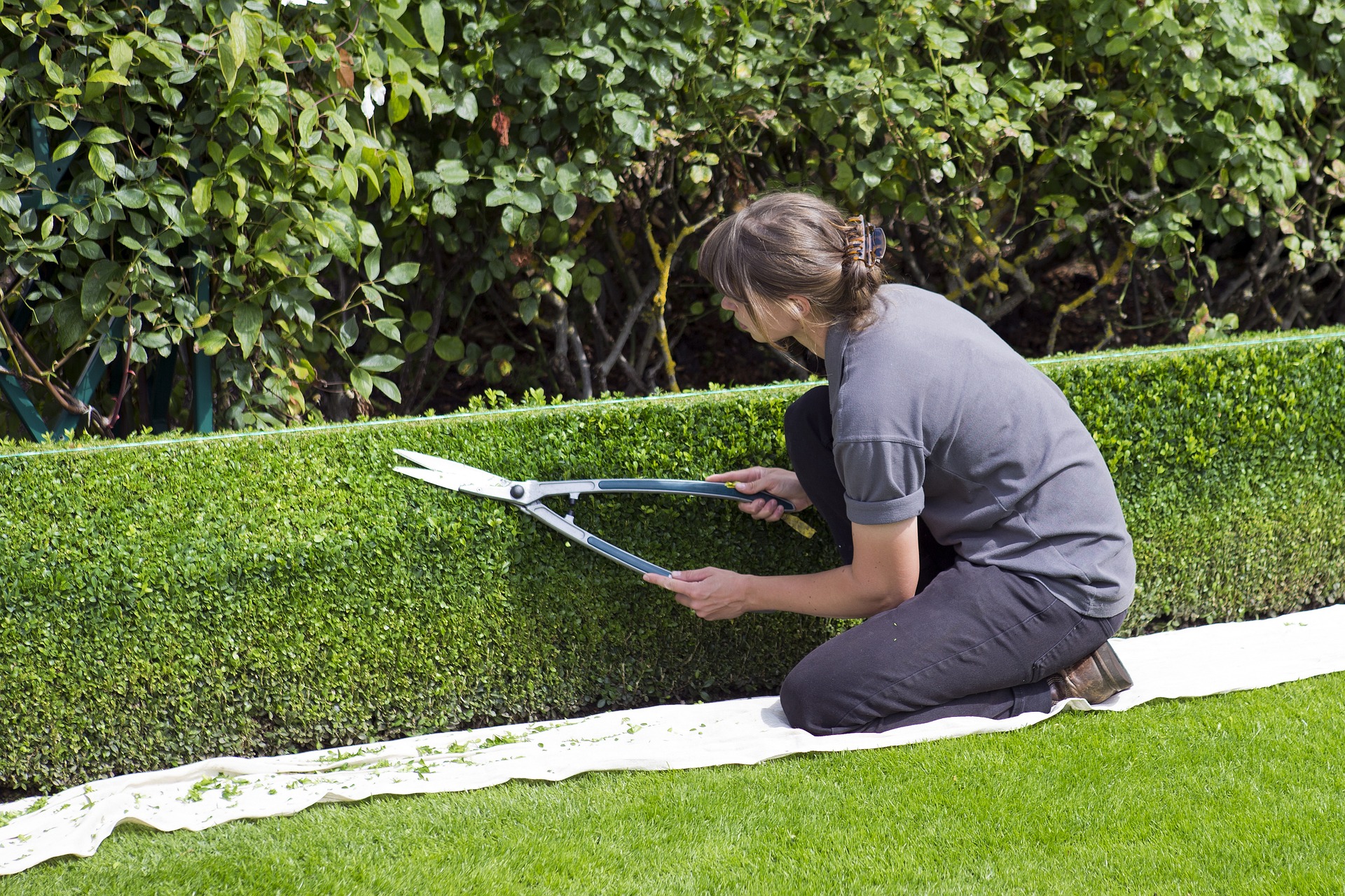 Hedge Trimming Mastery: Tips for a Perfectly Manicured Landscape