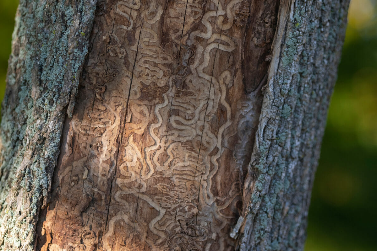 Emerald Ash Borer: Understanding the Threat and Protecting Your Trees